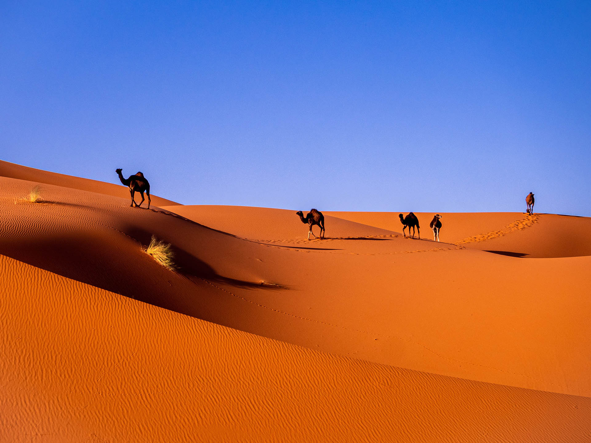 Short time in the red dunes of Merzouga from Marrakech