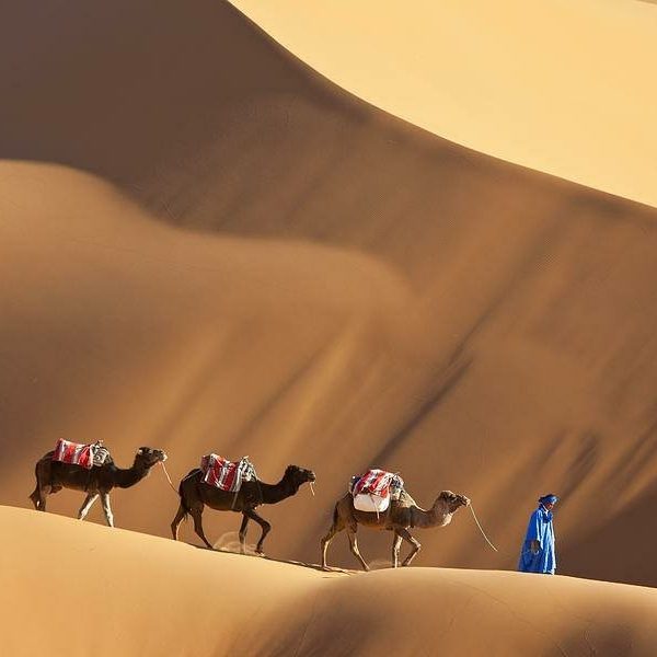 Camel ride